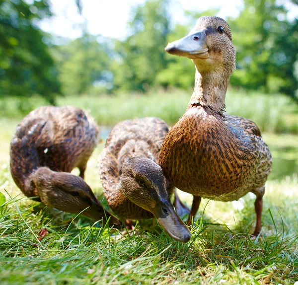 Charmante eendjes — Stockfoto