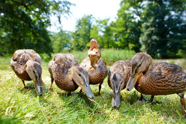 Charming ducklings — Stock Photo, Image