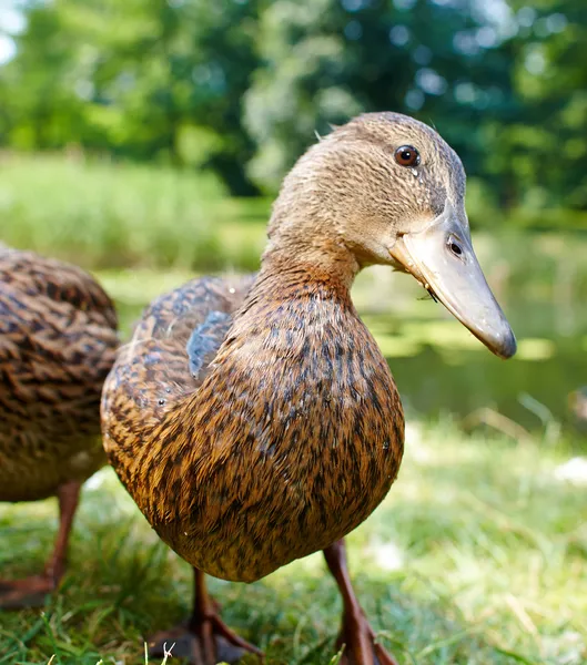 Charming ducklings — Stock Photo, Image