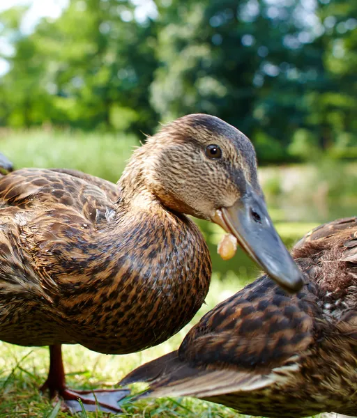 Charming ducklings — Stock Photo, Image