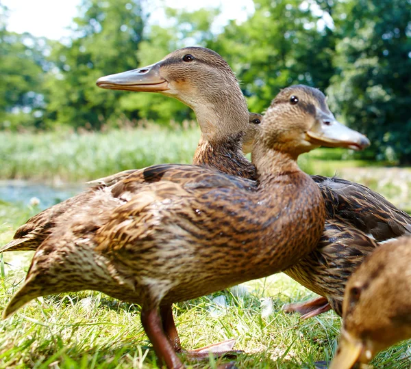 Charming ducklings — Stock Photo, Image