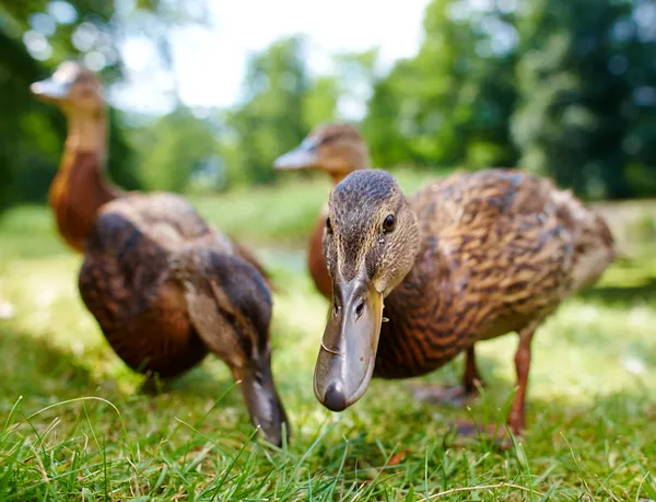 Charming ducklings — Stock Photo, Image