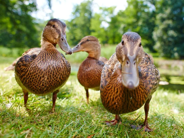 Charming ducklings — Stock Photo, Image