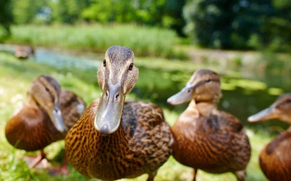 Charming ducklings — Stock Photo, Image