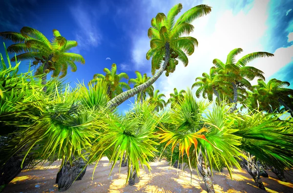 Hawaiian paradise — Stock Photo, Image