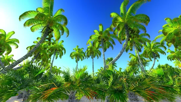 Hawaiianisches Paradies — Stockfoto