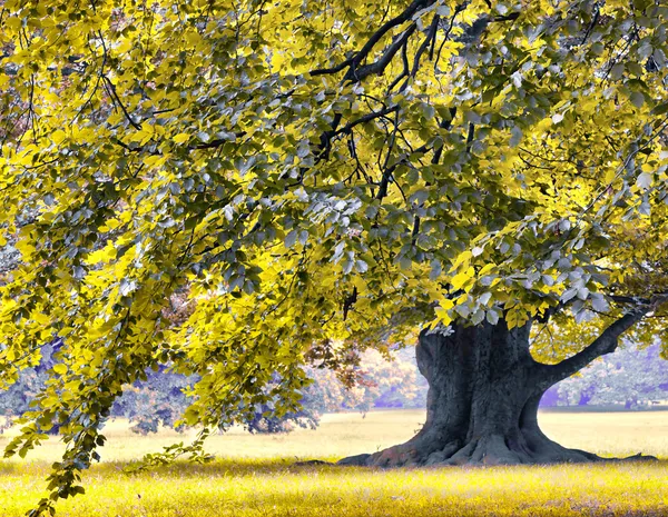 Obrovský dubový strom v parku — Stock fotografie