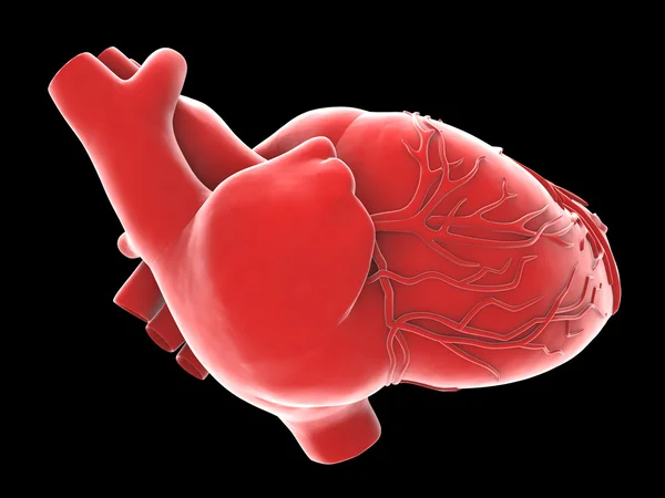 Modell des künstlichen menschlichen Herzens — Stockfoto