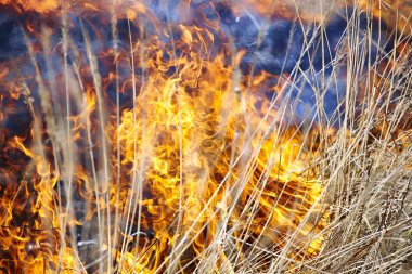 otların arasında yangın