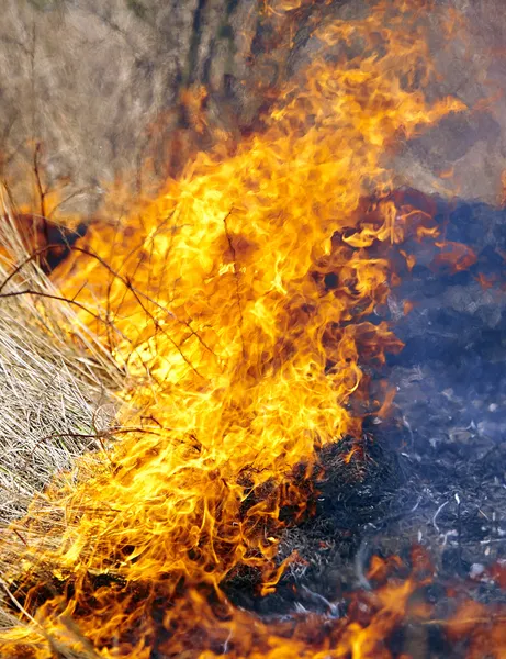 Brand in gras — Stockfoto