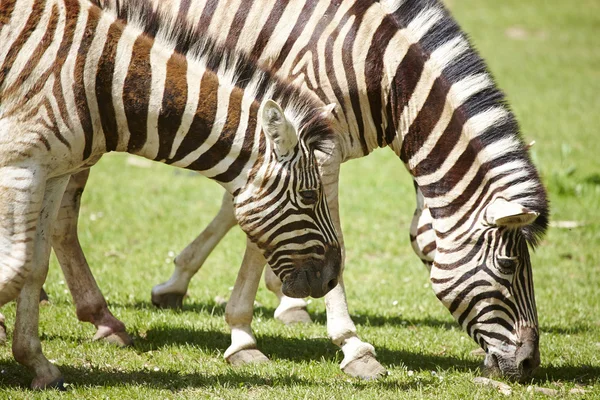 Young zebras — Stock Photo, Image