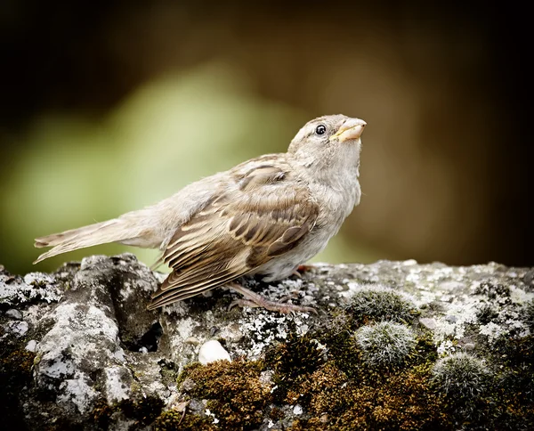 Één sparrow op een tak — Stockfoto