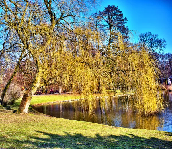 Willow tree — Stockfoto