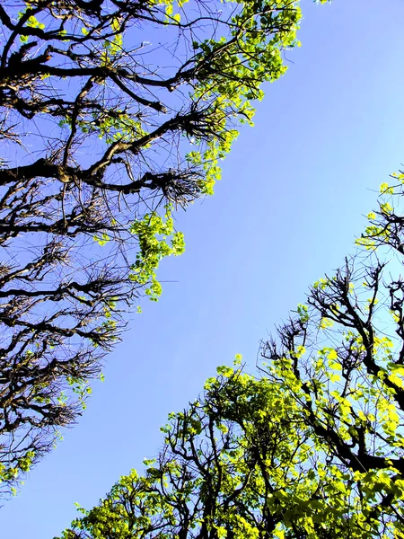 Tree canopy — Stock Photo, Image