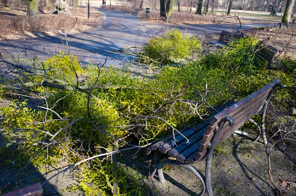 Kora tavaszi tisztítási Park — Stock Fotó