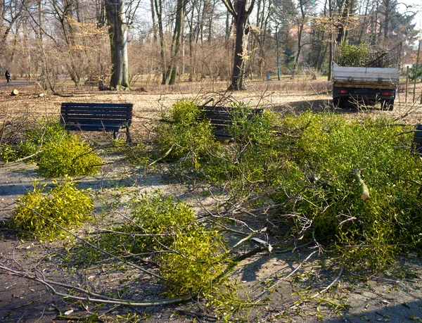 Early spring cleanings in park — Stock Photo, Image