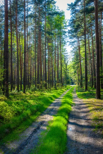 Floresta na Polónia — Fotografia de Stock