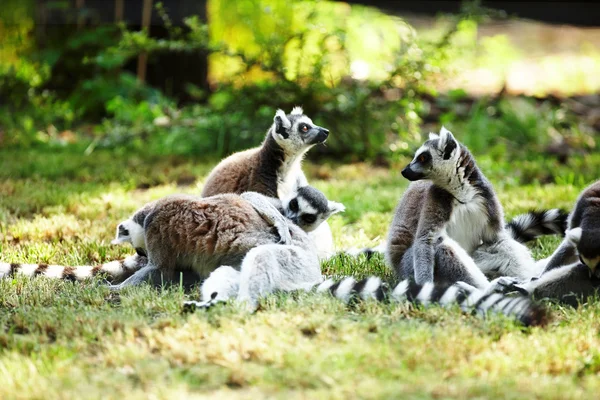 かわいいキツネザル カタ — ストック写真