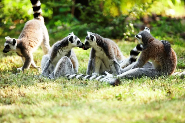 Cute lemur kata — Stock Photo, Image