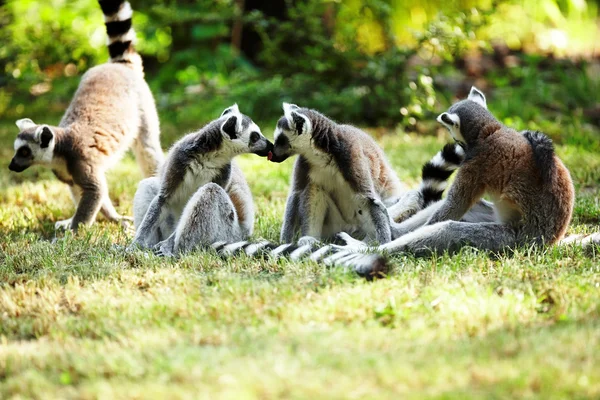 Lemur bonito kata — Fotografia de Stock