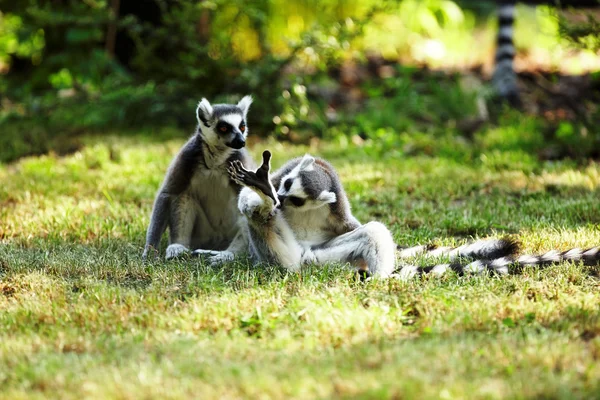 Lemur bonito kata — Fotografia de Stock