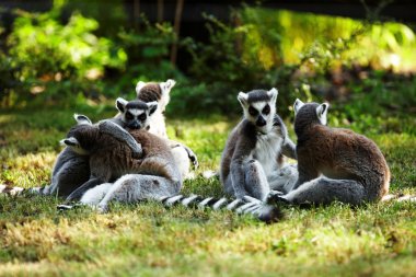 yakışıklı lemur kata
