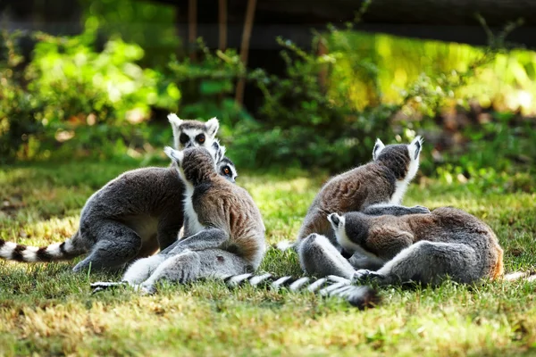 Lemur kata yang lucu — Stok Foto