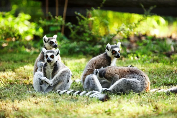 Cute lemur kata — Stock Photo, Image