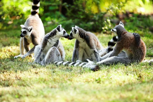 Carino lemure kata — Foto Stock