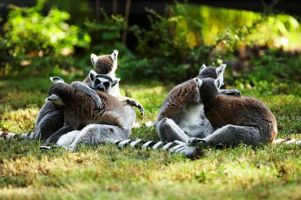 かわいいキツネザル カタ — ストック写真