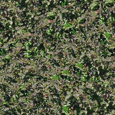 doğal yeşil yaprakları artalanları