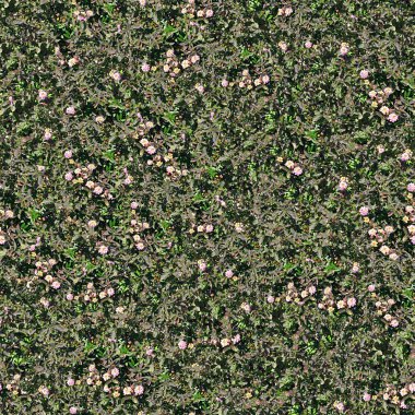 doğal yeşil yaprakları artalanları