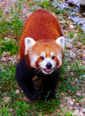 Kızıl panda