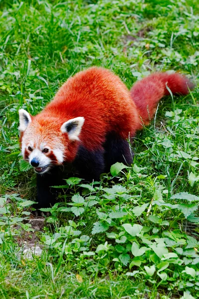 Panda vermelho — Fotografia de Stock