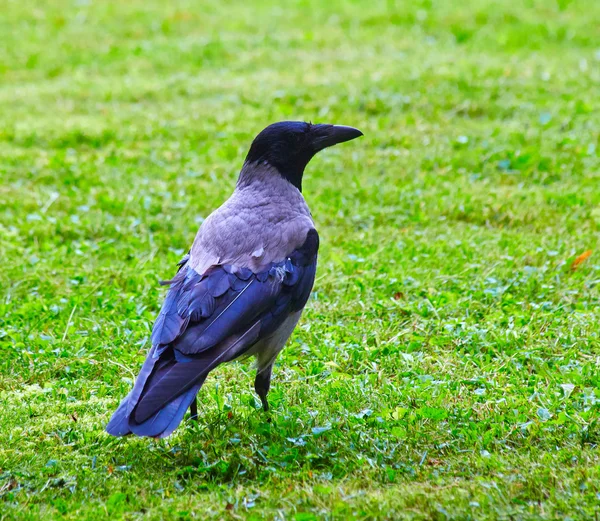 Vrána zakuklená (Corvus Cornix) — Stock fotografie