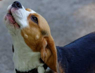 şirin beagle köpek
