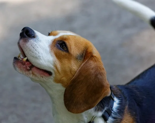 Roztomilý beagle pes — Stock fotografie