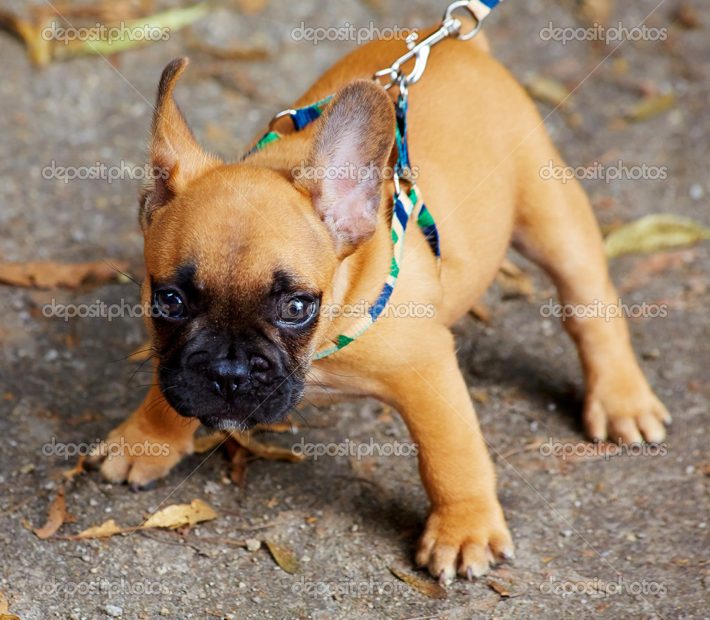 French Bulldog Puppy — Stock Photo © Dariostudios 28166679