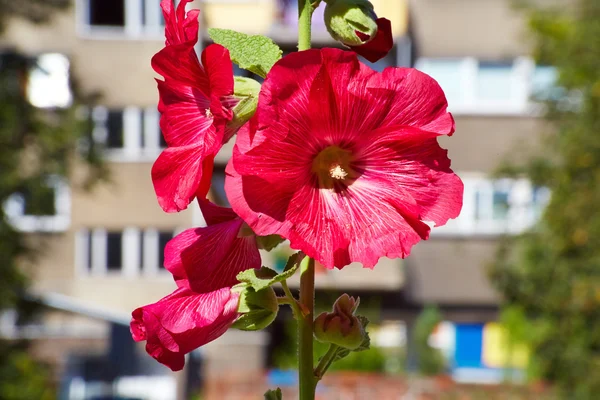 Flor urbana — Fotografia de Stock