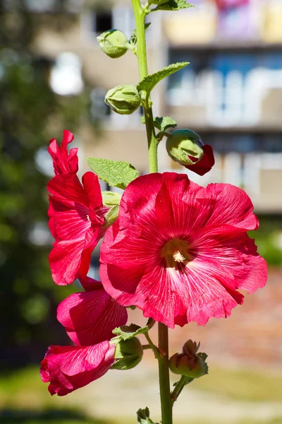 Urban blomma — Stockfoto