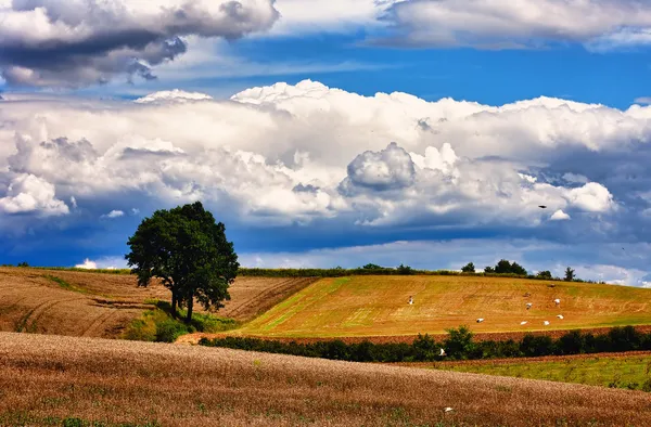 Awesome skyscape over land — Stock Photo, Image