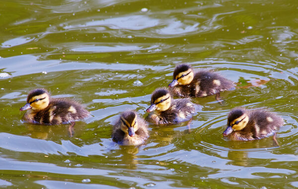 Cute ducklings