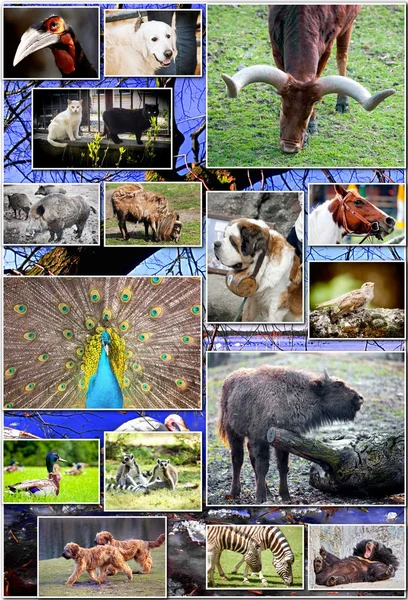 Tiercollage — Stockfoto