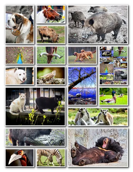 Colagem de animais — Fotografia de Stock
