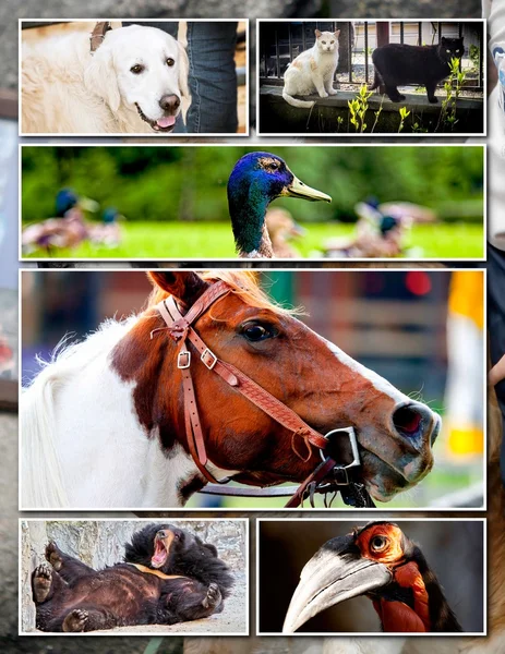 Animal collage — Stock Photo, Image