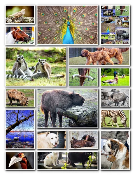 Tiercollage — Stockfoto