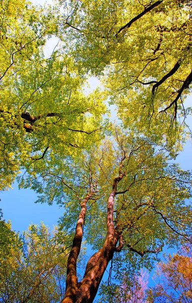 Beech forest — Stock Photo, Image