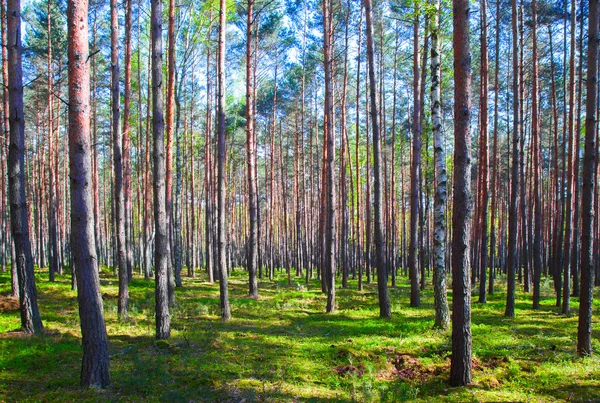 Bosque de haya — Foto de Stock