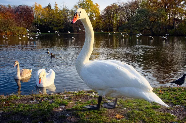 Cisne gracioso — Fotografia de Stock