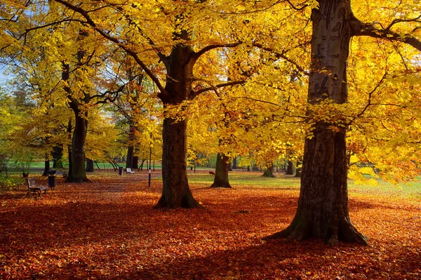 公園の秋の時間 — ストック写真
